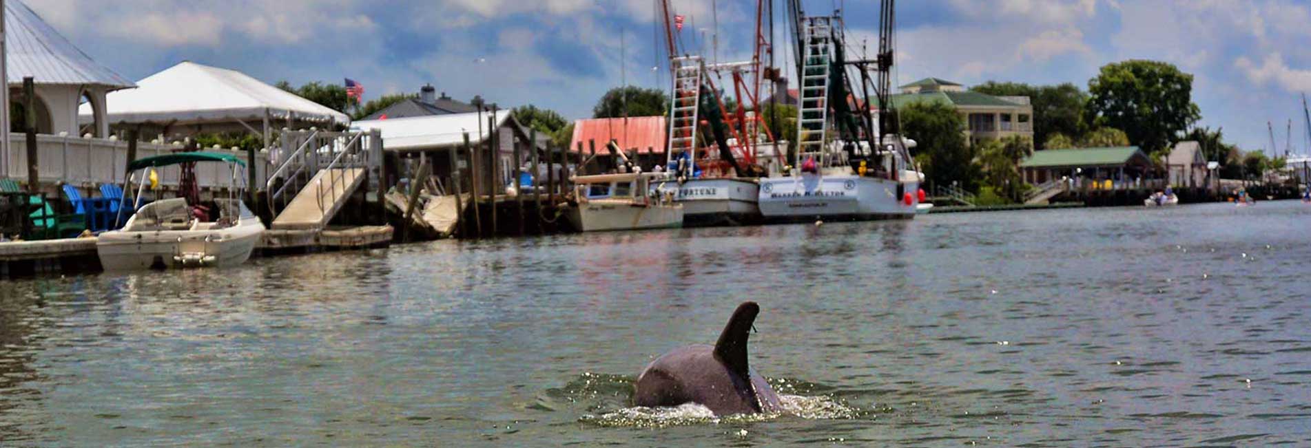 Charleston Dolphin Watching